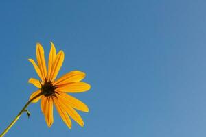 geel bloem Aan een blauw lucht achtergrond foto