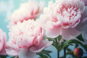 mooi roze groot bloemen pioenen Aan een licht blauw turkoois achtergrond. generatief ai foto