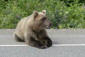 kamchatka bruin beer leugens Aan asfalt weg foto