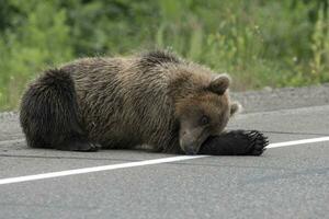 wild bruin beer leugens en slapen Aan kant van asfalt weg foto