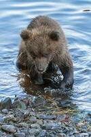 schattig bruin beer welp staat Aan rivier- bank terwijl visvangst rood Zalm vis foto