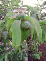 detailopname van een guava boom foto