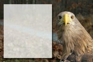 volwassen wit staart adelaar portret in profiel in de wild met kader. kopiëren plaats met haliaeetus albicilla, oftewel de ern, erne, grijs adelaar, Euraziatisch zee adelaar, wit staart zee adelaar dichtbij omhoog foto