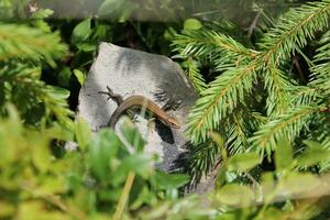 hagedis Aan een steen in de tuin, detailopname van foto levendbarend Euraziatisch hagedis. zootoca Vivipara