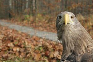 volwassen wit staart adelaar portret in profiel in de wild wetenschappelijk naam, haliaeetus albicilla, ook bekend net zo de ern, erne, grijs adelaar, Euraziatisch zee adelaar, witstaart zee Arend detailopname foto