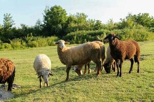 schapen begrazing Aan groen weide Bij zonsondergang. kudde van schapen resting Aan groen weide Bij schemer foto