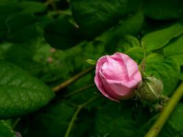 bloeiende maagdelijkheid - een roze roos knop in macro foto