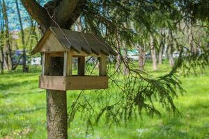 vogel voeder genesteld te midden van park's sereen pijnboom bomen. rustiek vogel voeder versierd door park's sereen pijnboom. vogelhuisje genot temidden van park's schoonheid foto