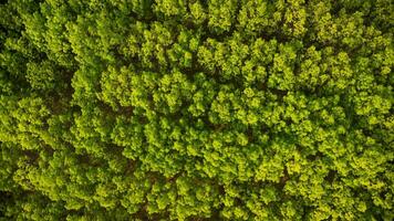 antenne visie van een rubber plantage in warm zonlicht. top visie van rubber latex boom en blad plantage, bedrijf rubber latex landbouw. natuurlijk landschap achtergrond. foto