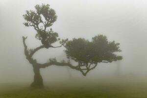 fanatiek Woud - zesvoudig, Portugal foto