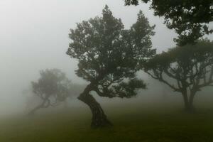 fanatiek Woud - zesvoudig, Portugal foto