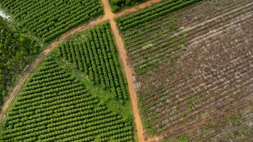 antenne visie van een aarde weg dat bezuinigingen door de mooi groen ruimten van landelijk eucalyptus plantages. top visie van eucalyptus Woud in Thailand. natuurlijk landschap achtergrond. foto