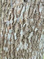 texturen, patronen, en aderen van boom boomstammen foto