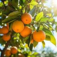 sinaasappels bomen Aan biologisch fruit boerderij, ai gegenereerd foto