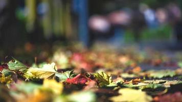 herfst. bladeren die net van de planten op het trottoir zijn gevallen foto