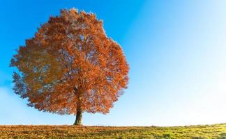 beuken in de herfst foto