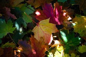 herfstbladeren kleuren in de zonnestralen foto