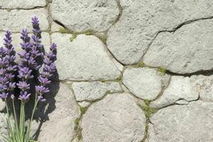 lavendel bloem. achtergrond. ai generatief pro foto