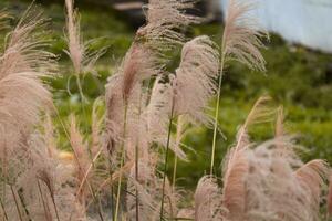 geel miscanthus herfst fabriek natuur foto