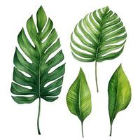 waterverf tekening, reeks van tropisch palm bladeren, monstera. tropisch bossen, clip art foto