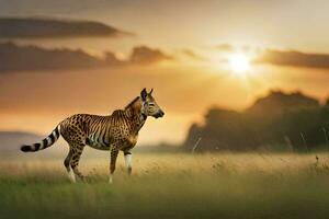 een zebra is wandelen in de gras Bij zonsondergang. ai-gegenereerd foto