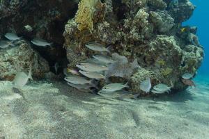 vissen zwemmen in de rode zee, kleurrijke vissen, eilat israel foto