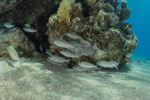 vissen zwemmen in de rode zee, kleurrijke vissen, eilat israel foto