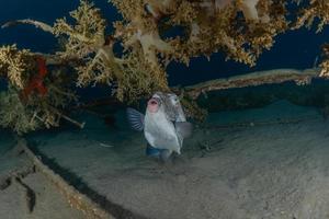 vissen zwemmen in de rode zee, kleurrijke vissen, eilat israel foto