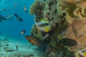 vissen zwemmen in de rode zee, kleurrijke vissen, eilat israel foto