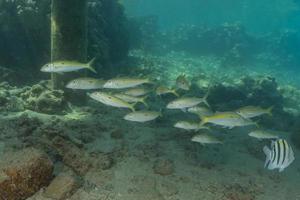 vissen zwemmen in de rode zee, kleurrijke vissen, eilat israel foto