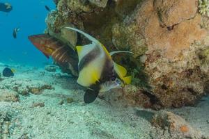 vissen zwemmen in de rode zee, kleurrijke vissen, eilat israel foto