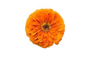 grote oranje zinnia bloem geïsoleerd op een witte achtergrond foto