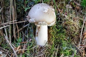 close-up van een paddenstoel tussen dennennaalden en gras foto