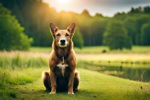 een hond zittend in de gras in de buurt een vijver. ai-gegenereerd foto