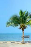 bankje in de buurt van strand met groene kokospalm foto