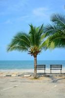 bankje in de buurt van strand met groene kokospalm foto