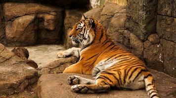 Siberische tijger ligt op een stenen plaat. de tijger koestert zich in de zon foto
