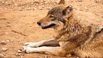 de wilde wolf ligt en kijkt in de verte. wilde dieren concept foto