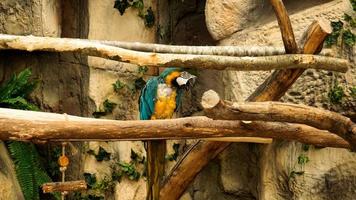 papegaai blauwe en gele ara op een boomtak. jungle achtergrond. foto
