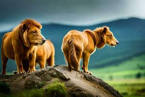 twee leeuwen staand Aan top van een heuvel. ai-gegenereerd foto