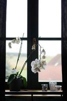 bloempot in de buurt van een groot raam. witte orchidee op de vensterbank foto