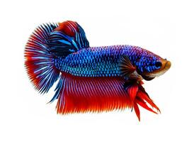 rood betta vis in blauw achtergrond. Siamees vechten vis, betta splendens foto