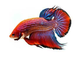 rood betta vis in blauw achtergrond. Siamees vechten vis, betta splendens foto