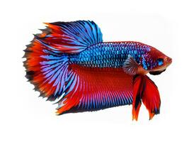 rood betta vis in blauw achtergrond. Siamees vechten vis, betta splendens foto