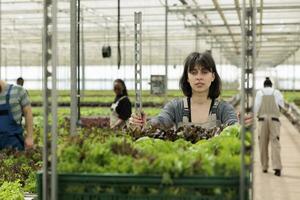 bezig groep van boeren cultiveren gezond bio groenten in landelijk ondernemend eco vriendelijk tuinbouw- serre. vrouw voortvarend kar vol van plaatselijk geproduceerd gecertificeerd biologisch bladerrijk Groenen foto