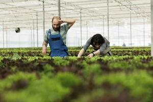 uitgeput samenwerken boeren werken moeilijk naar maximaliseren van nature gegroeid gecertificeerd biologisch voedzaam bio veganistisch voedsel Bijsnijden oogst opbrengsten. ondernemend niet ggo gecertificeerd biologisch kas foto