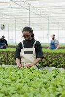 Afrikaanse Amerikaans boerderij arbeider gebruik makend van biologisch methode van elimineren schadelijk ongedierte van groen sla hydrocultuur plantage gewassen zonder gebruik makend van pesticiden. eco vriendelijk duurzame kas foto