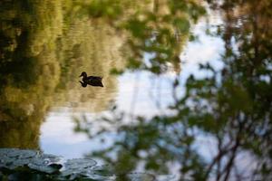 kleine bruine eend zwemt in het meer foto