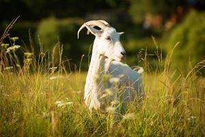 witte gehoornde geit geweid op een groene weide foto