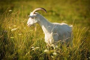 witte geit die gras eet op groene weide foto